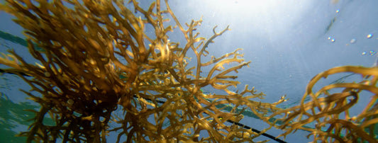 Algas capturan CO2